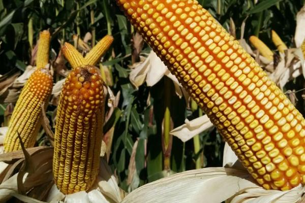 天丞禾966玉米种子特征特性，每亩适宜密度5000株