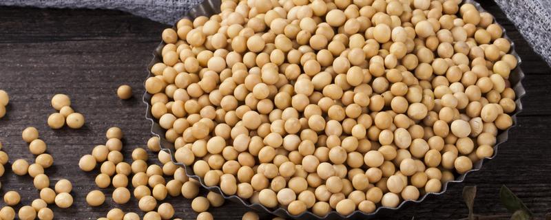 九农407大豆品种简介，8月中旬及时防治大豆食心虫