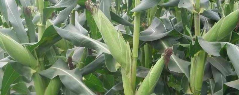 大唐20玉米品种的特性，中抗茎腐病和灰斑病