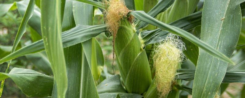 天丞禾966玉米种子特征特性，每亩适宜密度5000株