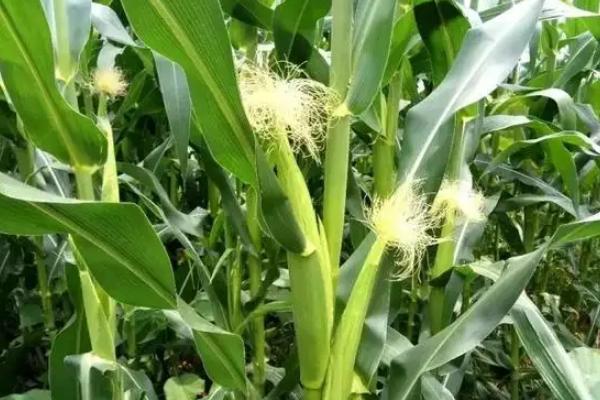 天丞禾966玉米种子特征特性，每亩适宜密度5000株