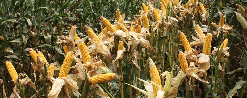福盛园303玉米种子介绍，中抗大斑病