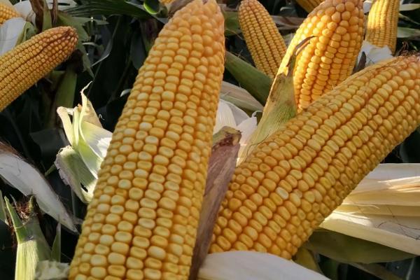 福盛园303玉米种子介绍，中抗大斑病