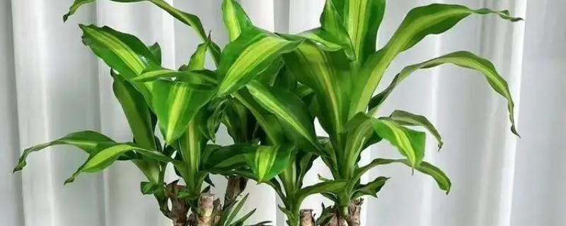 养巴西木的注意事项，春夏季每周浇水2-3次