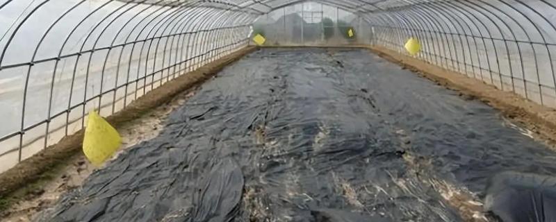 高温闷棚的好处，可明显减轻根结线虫病的侵害