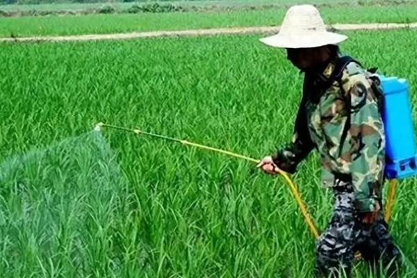 高温季节如何合理使用农药,要适当降低药剂的浓度