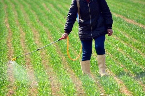 入冬前麦田怎么除草，根据杂草类型使用对应的药物