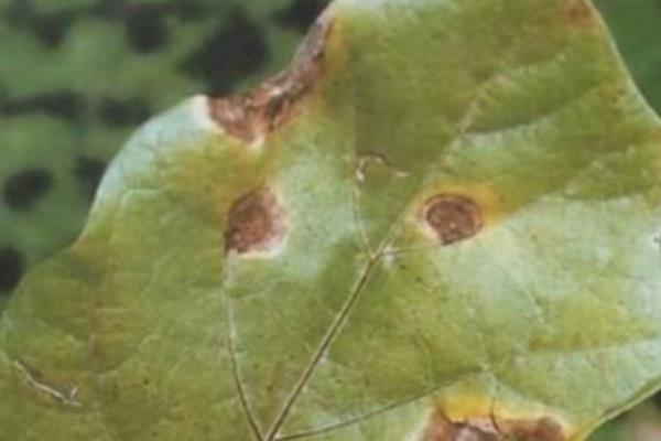 茄子褐斑病如何防治,最好不要使用轮作的方法种植