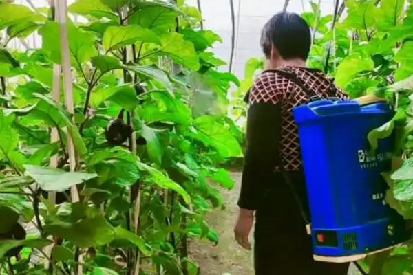 茄子褐斑病如何防治,最好不要使用轮作的方法种植