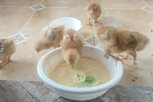 小鸡孵化后怎么养，需保持适宜的温度