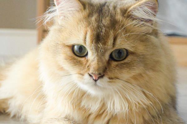 猫咪吐毛球是正常的吗，一个月只吐1-2个毛球正常