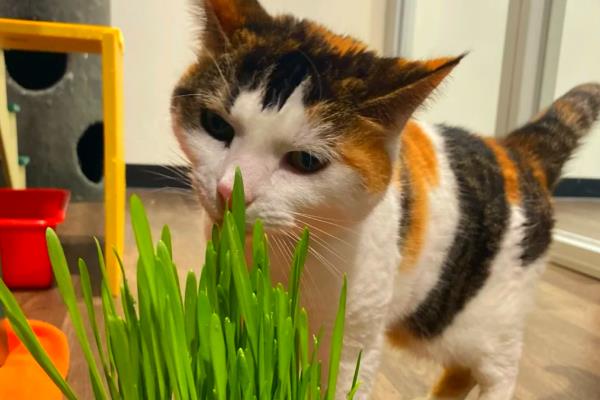 猫咪吐毛球是正常的吗，一个月只吐1-2个毛球正常