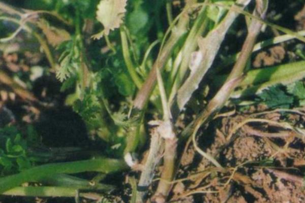 香菜病害怎么防治,发生叶斑病可喷洒百菌清等药剂