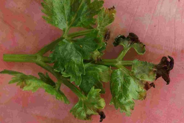香菜病害怎么防治,发生叶斑病可喷洒百菌清等药剂