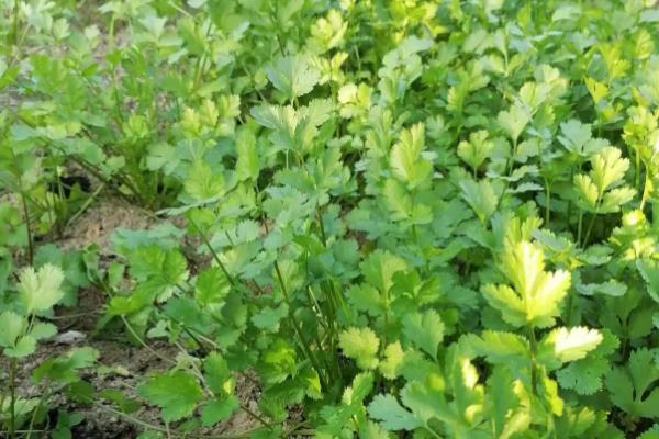 香菜病害怎么防治,发生叶斑病可喷洒百菌清等药剂