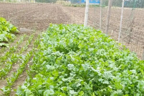 香菜病害怎么防治,发生叶斑病可喷洒百菌清等药剂
