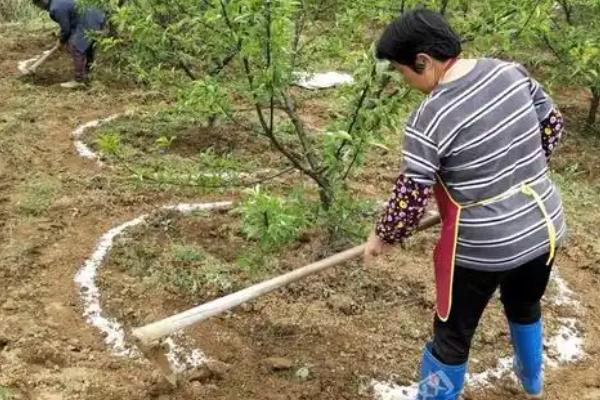 苹果树为什么在10月份开花，养护不当且温度适宜会导致植株开花