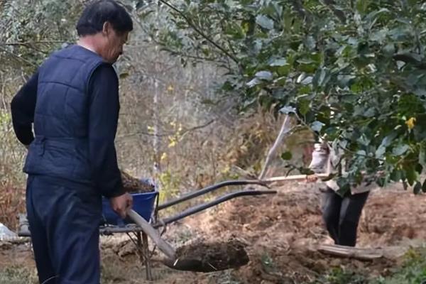 苹果树为什么在10月份开花，养护不当且温度适宜会导致植株开花