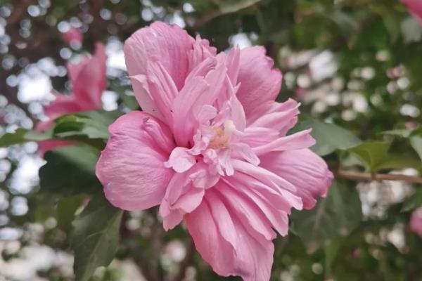 木槿花有什么寓意，代表永恒的爱