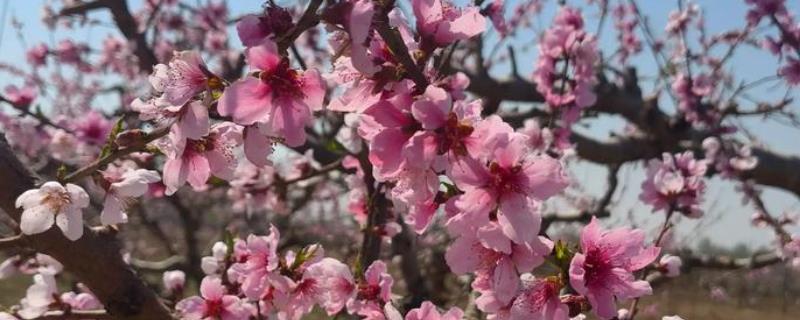 桃花有什么花语，代表收获爱情、美好祝福、珍惜美好