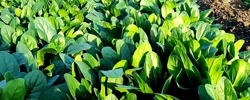 冬季菠菜的收获方法，一般在11月中下旬收获