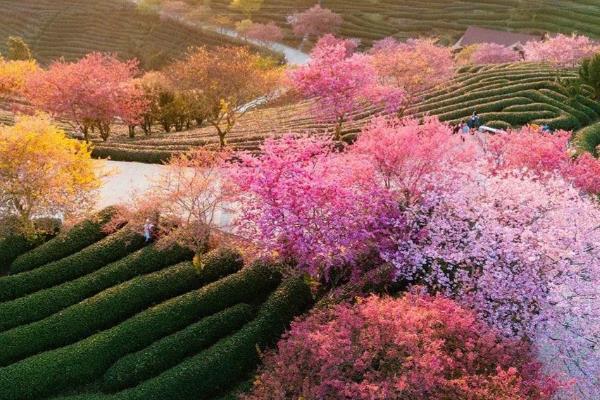 樱花是在春天开放的吗，樱花是春天开放