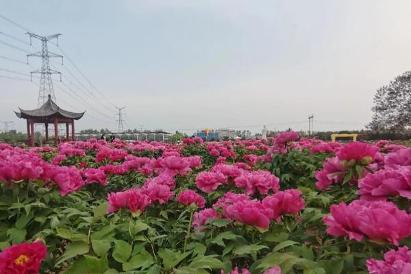 牡丹花有什么味道,一般是糖果味或幽香味
