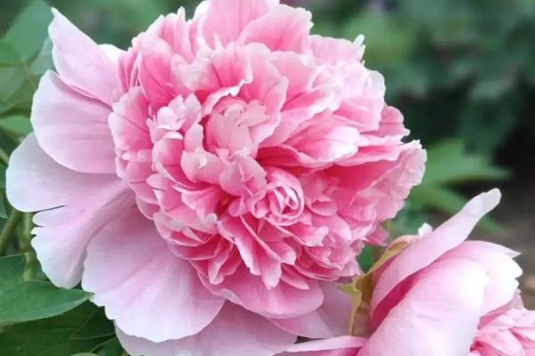 牡丹花有什么味道,一般是糖果味或幽香味