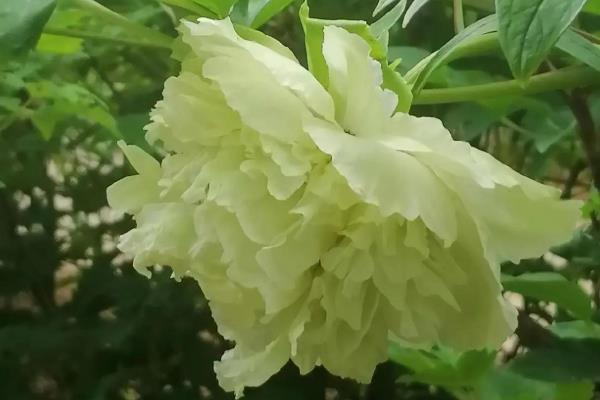 牡丹花有什么味道,一般是糖果味或幽香味