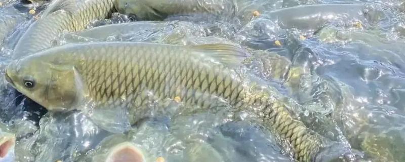 草鱼厌食的症状，采食量会明显下降