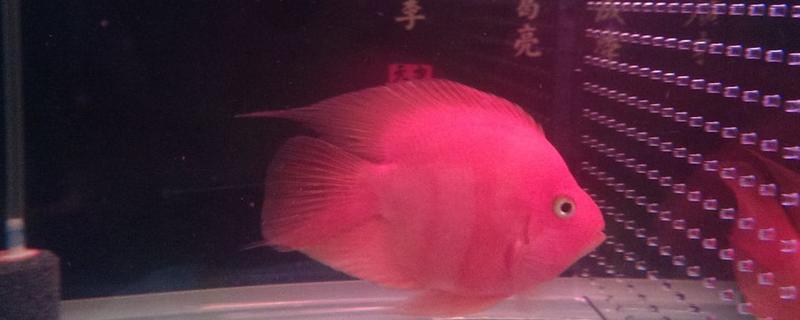 为什么红财神鱼变白了，可能是没有投喂增色饲料