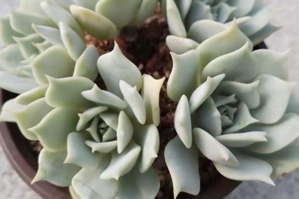 露娜莲养成多头的方法,剪除下部分徒长的枝叶