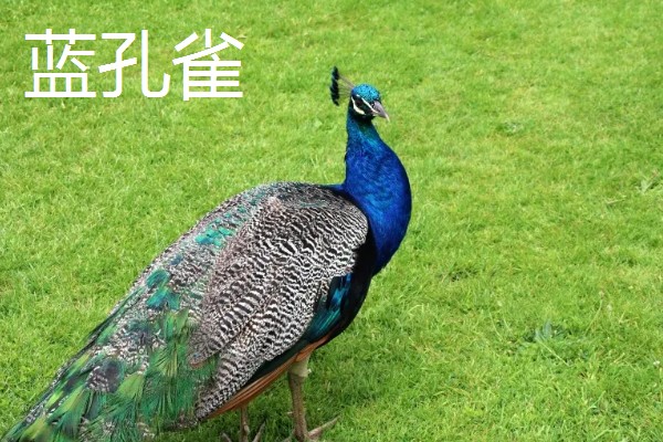 孔雀是不是保护动物,绿孔雀是国家一级保护动物