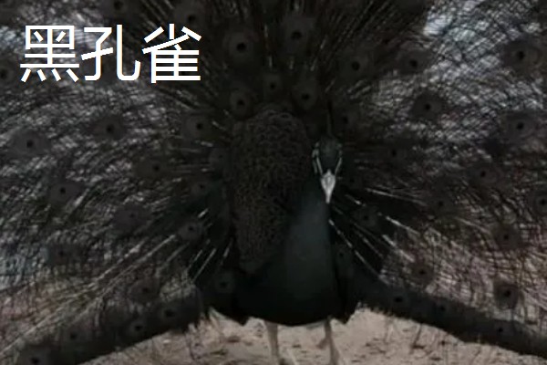 孔雀是不是保护动物,绿孔雀是国家一级保护动物