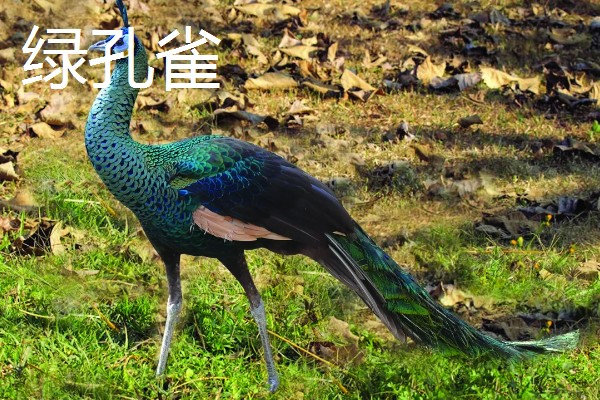 孔雀是不是保护动物,绿孔雀是国家一级保护动物