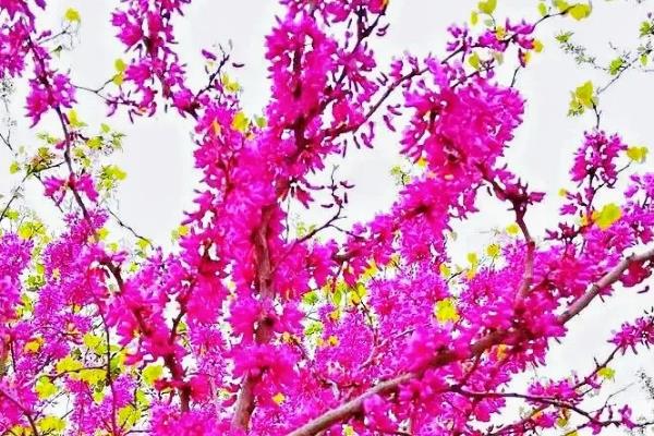 紫荆花的花语，寓意亲情、繁荣等
