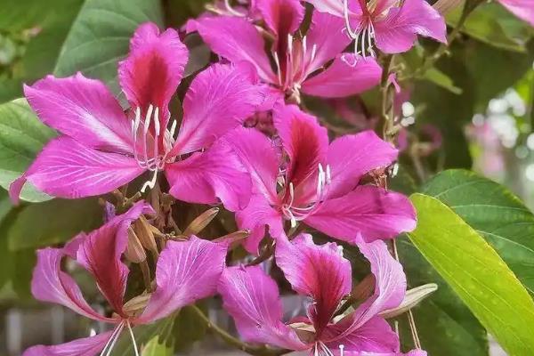 紫荆花的花语，寓意亲情、繁荣等