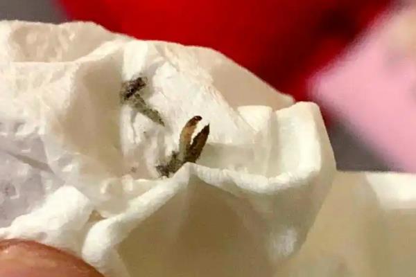 如何将衣蛾虫一网杀尽,可使用喷虫剂