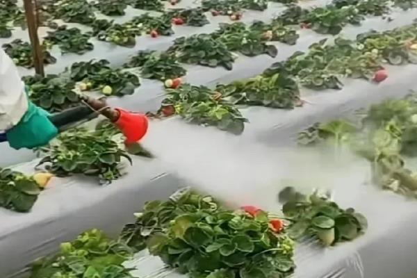 草莓旺长怎么防治,简单的方法是减少使用氮肥
