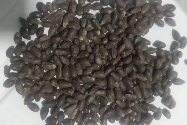 棉花种子能不能直接播种,直接播种出芽率较低