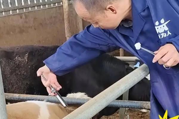 牛口蹄疫疫苗的用法，可以先进行小规模注射实验