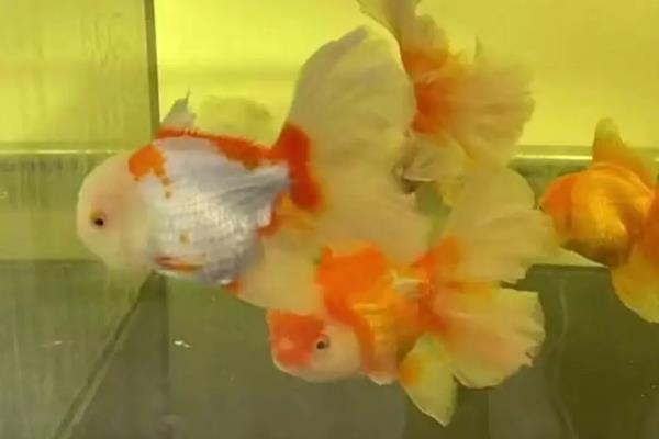 鱼缸里面放白沙水变白如何处理,需要清洗多次才能使用