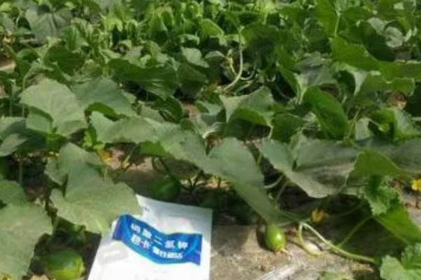 种植南瓜要摘顶吗,要摘顶