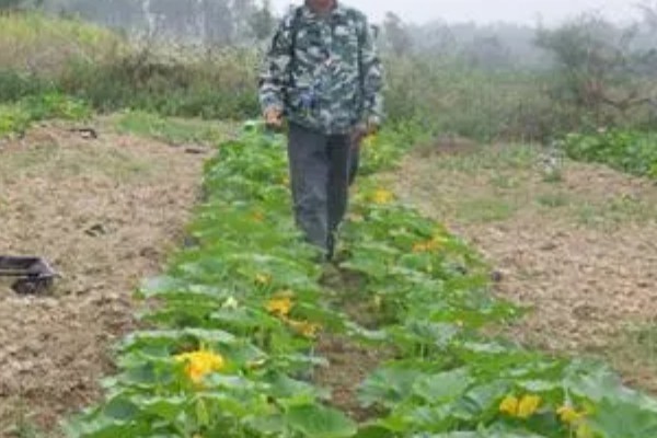 种植南瓜要摘顶吗,要摘顶