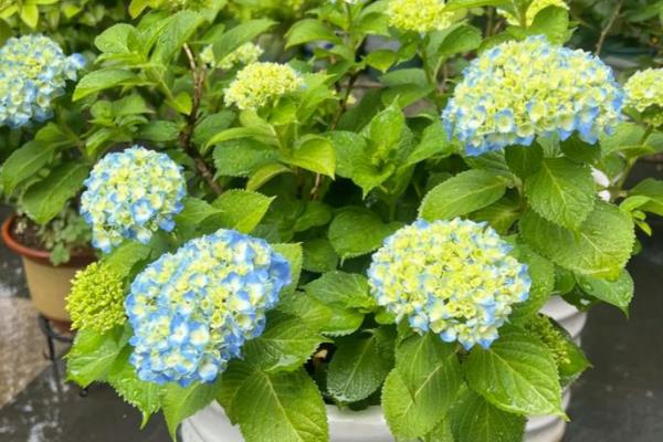 家里能养绣球花吗,不建议在家养护