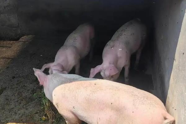 冬天怎么让猪快速生长，可投喂蛋白质和能量较多的饲料