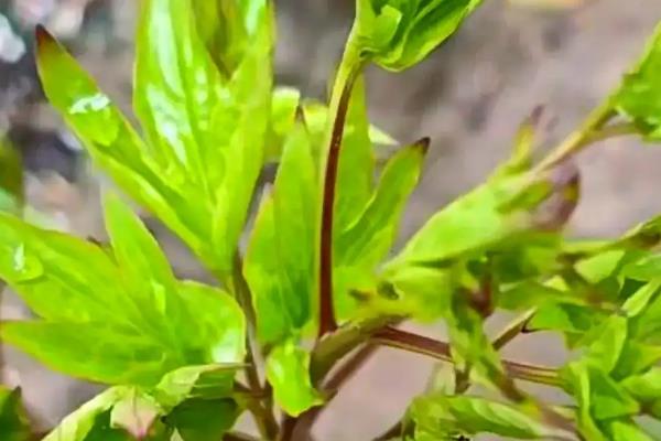 芍药真假如何识别，从根系来就进行判断