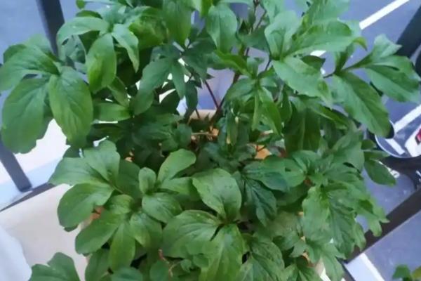 芍药真假如何识别，从根系来就进行判断
