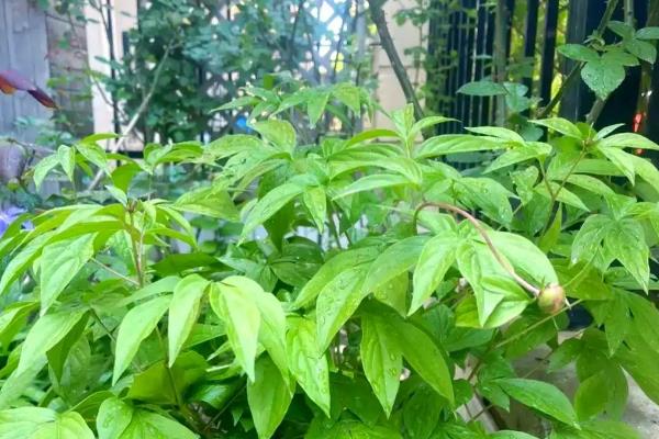 芍药真假如何识别，从根系来就进行判断