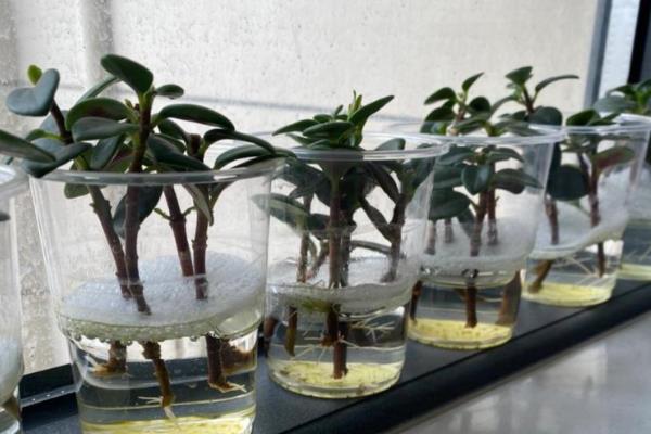 金鱼吊兰如何繁殖，全年都可以进行扦插